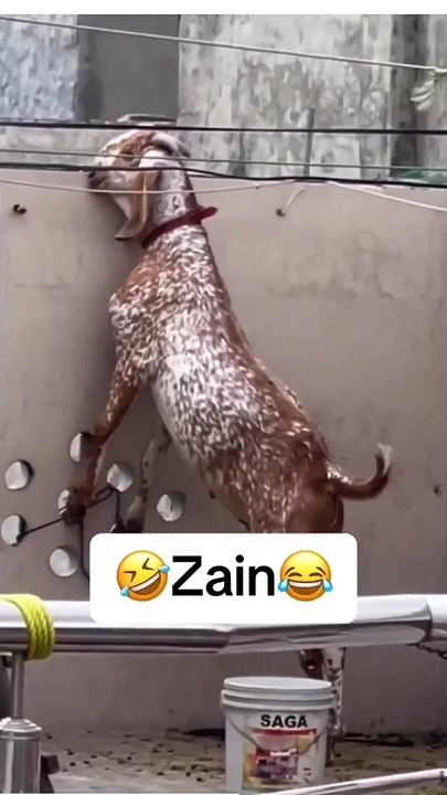 Bakra eid