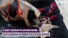 Kaget Dengar Klakson Mobil, Sapi Kurban Nyebur Kali di Kalideres