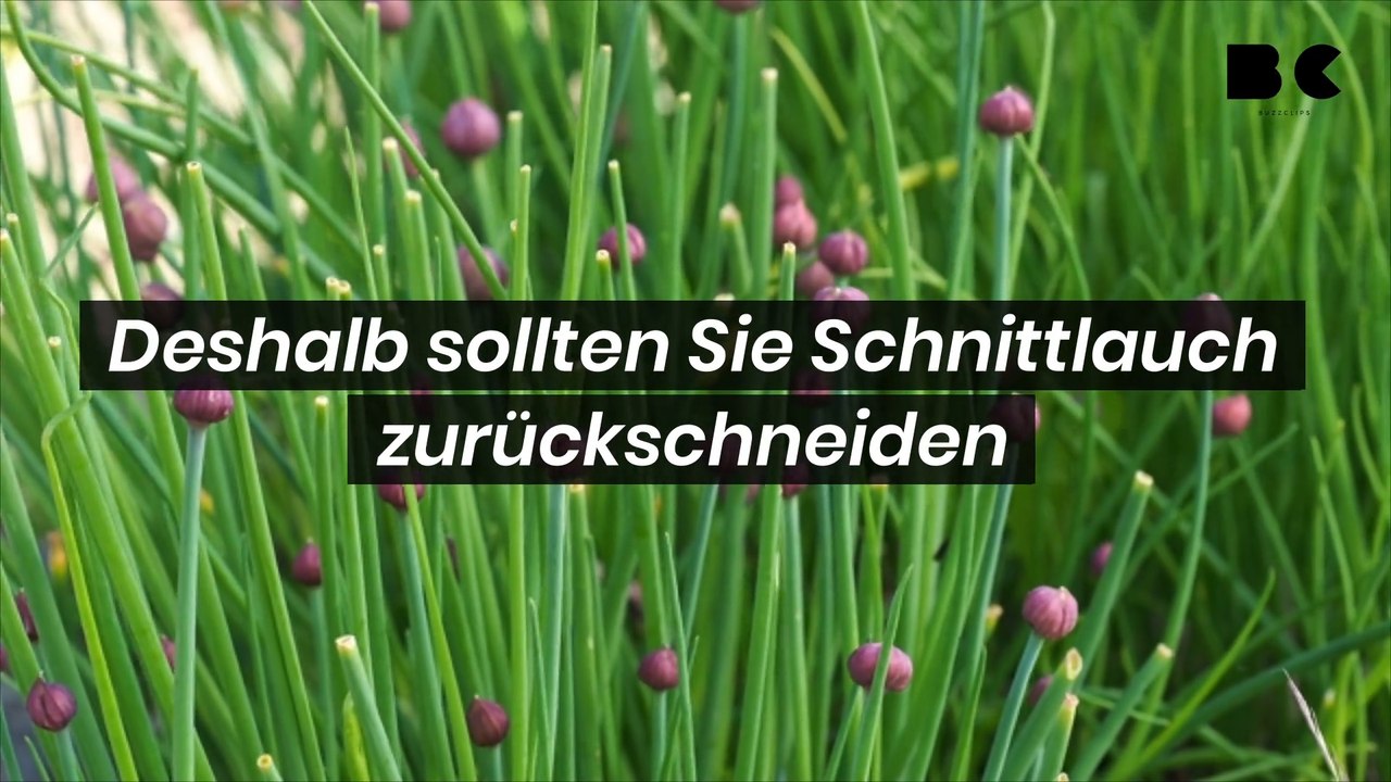 Deshalb sollten sie schnittlauch zurückschneiden