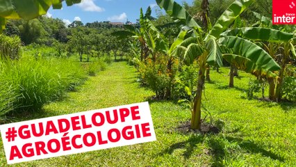 Guadeloupe : comment vivre dans un environnement chlordéconé ?