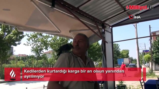 Kedilerden kurtardığı karga bir an olsun yanından ayrılmıyor