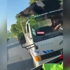 Kurbanlık hayvan araçtan böyle düştü