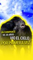 Un chimpancé de 28 años vio el cielo por primera vez