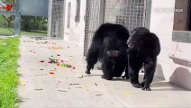 This Chimpanzee Finally Sees the Sky