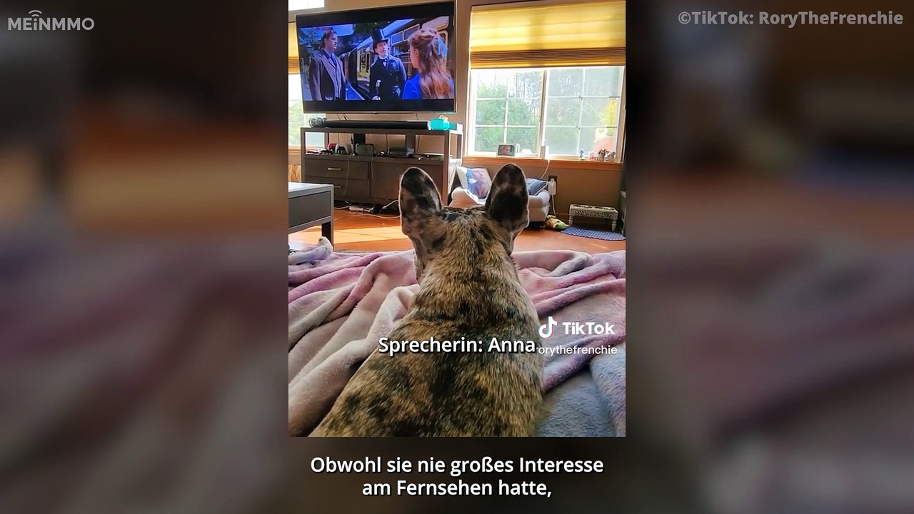 Hündin verliebt sich in Henry Cavill und wird von Netflix zur Witcher-Premiere eingeladen