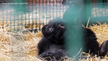150th baby gorilla born at Howletts