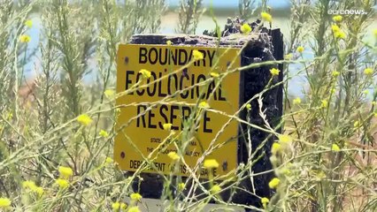 شاهد: مسيرات تسقط "قنابل من المبيدات" على أعشاش البعوض في كاليفورنيا