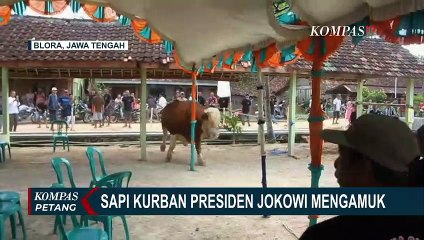 Download Video: Diduga Stres Hendak Disembelih, Sapi Kurban Presiden Jokowi di Merauke Mengamuk!