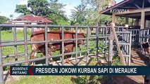 Presiden Jokowi Dapat Giliran Pertama Sembelih Kurban di Rumah Potong Hewan Ruminansia Merauke
