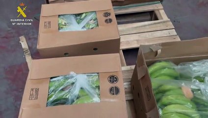 Desbaratan en España red que traficaba cocaína oculta entre bananas de Colombia y Ecuador