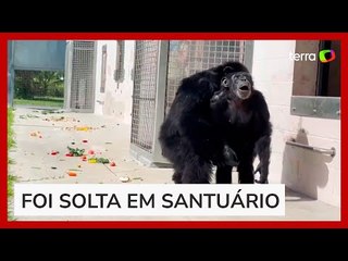 Chimpanzé de 28 anos se impressiona ao ver o céu pela primeira vez