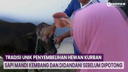 Sapi Mandi Kembang dan Didandani Sebelum Dipotong di Padang