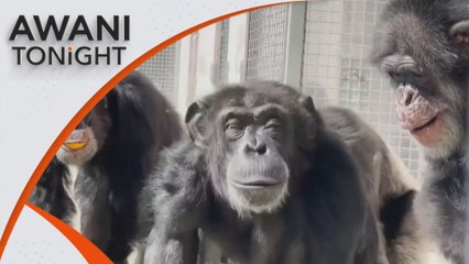 AWANI Tonight: Chimp sees open sky for first time after 28 years in cage