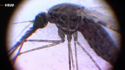 Have a fever? CDC Warns US Doctors to Check for Malaria