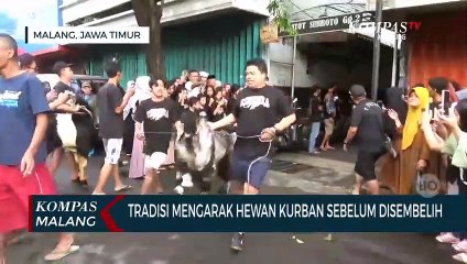 Turun Temurun, Ratusan Warga Temenggungan Mengarak Kambing Kurban Sebelum Disembelih