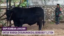 Penampakan Black Bos Sapi Kurban Presiden Jokowi untuk Warga di Gunungkidul