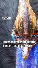 Ce casoar à casque enragé peut courir jusqu'à 50 km/h ! #science