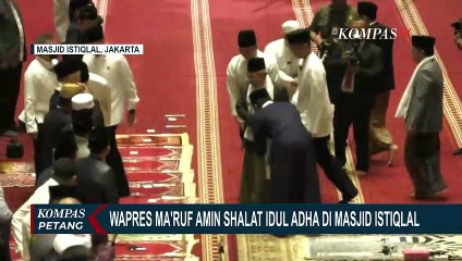 Lebih dari 1 Ton, Wakil Presiden Ma'ruf Amin Serahkan 2 Sapi Kurban pada Masjid Istiqlal Jakarta!