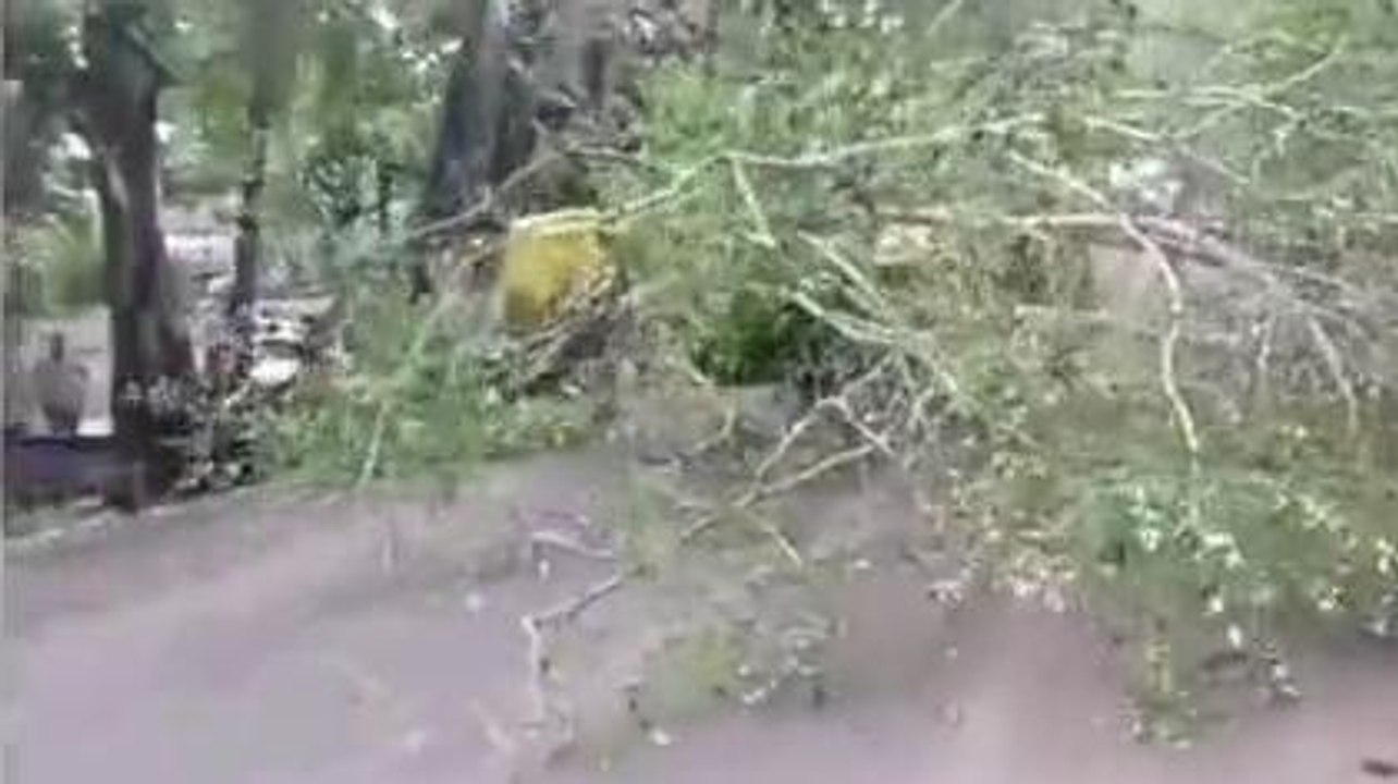 छिंदवाड़ा: पेड़ गिरने से आवागमन बाधित,वर्दी ने दिखाई हमदर्दी