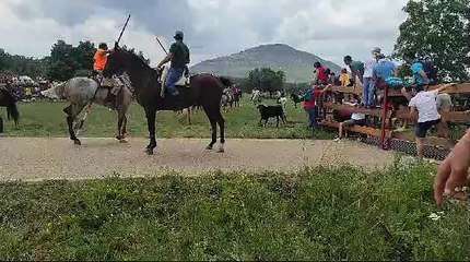 Los novillos siguen su ruta hacia Soria