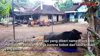 Puluhan Orang Dikerahkan Sembelih Black Bos Sapi Kurban Jokowi di Gunungkidul