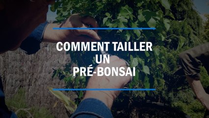 Comment tailler un pré-Bonsaï