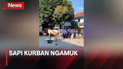 Sapi Kurban Ngamuk, Masuk Teras Masjid hingga Nyaris Seruduk Warga