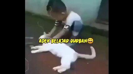 Kurban Idul Adha: Tradisi dan Maknanya 🐑