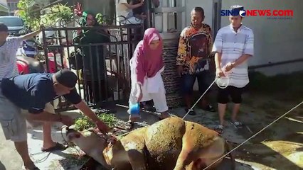 Unik, Sapi Kurban di Padang Mandi Kembang dan Didandani Sebelum Dipotong