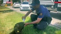 Otomobilin çarptığı kurbanlık keçiye polis su içirdi