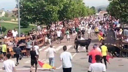 Últimos novillos entrando a Soria