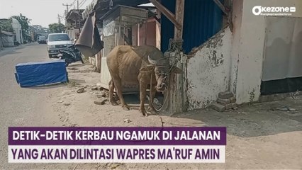 Detik-Detik Kerbau Ngamuk di Jalanan yang akan Dilintasi Wapres Maruf Amin