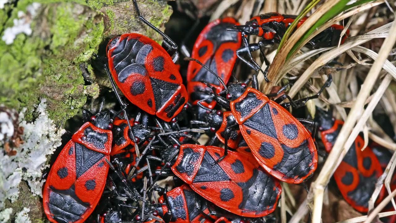 So wird man Feuerwanzen endgültig los