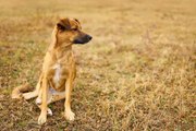 Qué Hacer Si Te Encuentras Un Perro Perdido