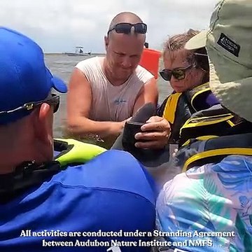 Golfinho e cria resgatados após dois anos presos em lagoa