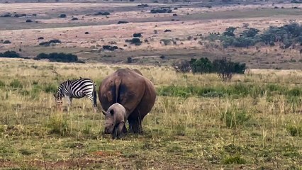 Bébé Rhino joue avec ses amis