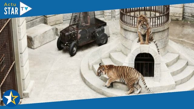 Je suis avec eux toute l’année : Félindra révèle ce que sont devenus les tigres après leur départ