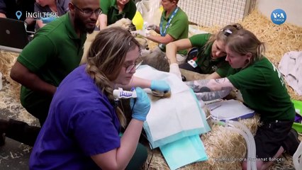 Nesli tehdit altında olan aslana kulak iltihabı tedavisi