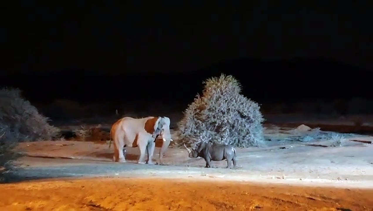 Elephant Vs Rhino