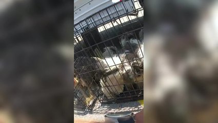 Nearly 40 dogs rescued from sweltering truck as Oklahoma temperatures soar