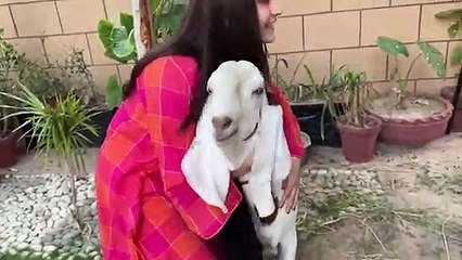 Qurbani Ke Liye Sheep Le Li  - Mandi Ka Sab Se Cute Janwar ❤️