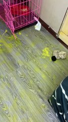 Dog Makes a Mess With Yellow Paint