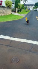 Le porc a un sac de nourriture coincé sur la tête