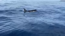 Un pescador de Cádiz no tiene ningún miedo a meterse en el agua con orcas y jugar con ellas