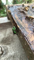 L'abeille orchidée verte vibrante recueille la propolis