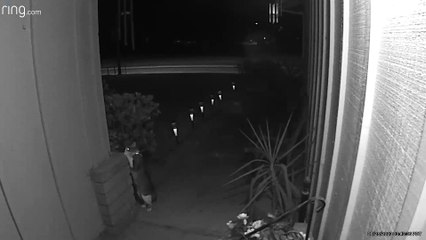 Cat Who Plays The Chimes