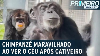 Chimpanzé fica encantado com céu após 28 anos em cativeiro   Primeiro Impacto (29 06 23)