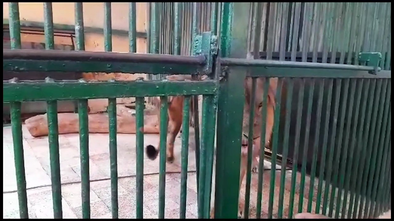 توافد على حديقة الحيوان وشواطئ مصيف بلطيم