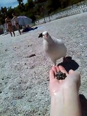 The beautiful white dove is eating right out of his hands. Like!