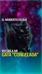 Soren “congeló” a su gata muerta por 3 mil dólares